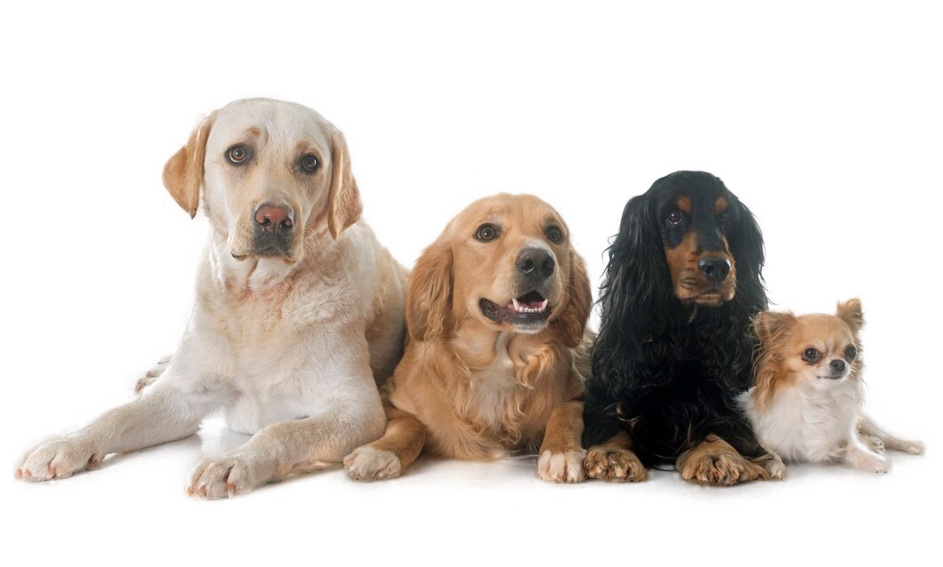 Dog_005