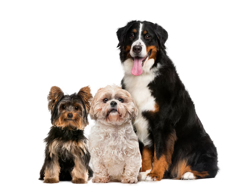 Dog_04