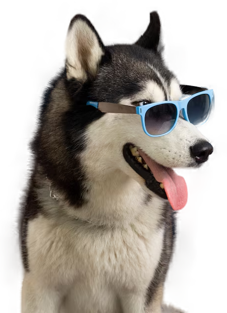 Dog_08