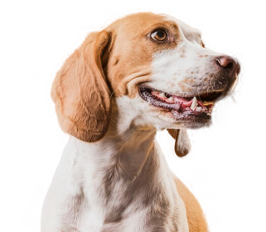 Dog_about