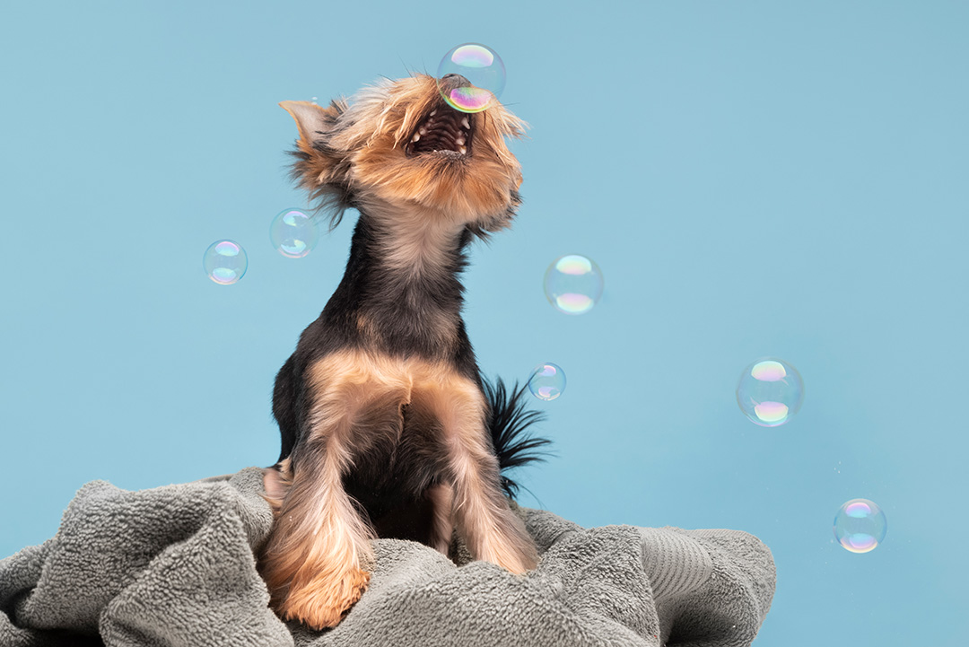 beautiful-pet-portrait-small-dog-with-bubbles-low