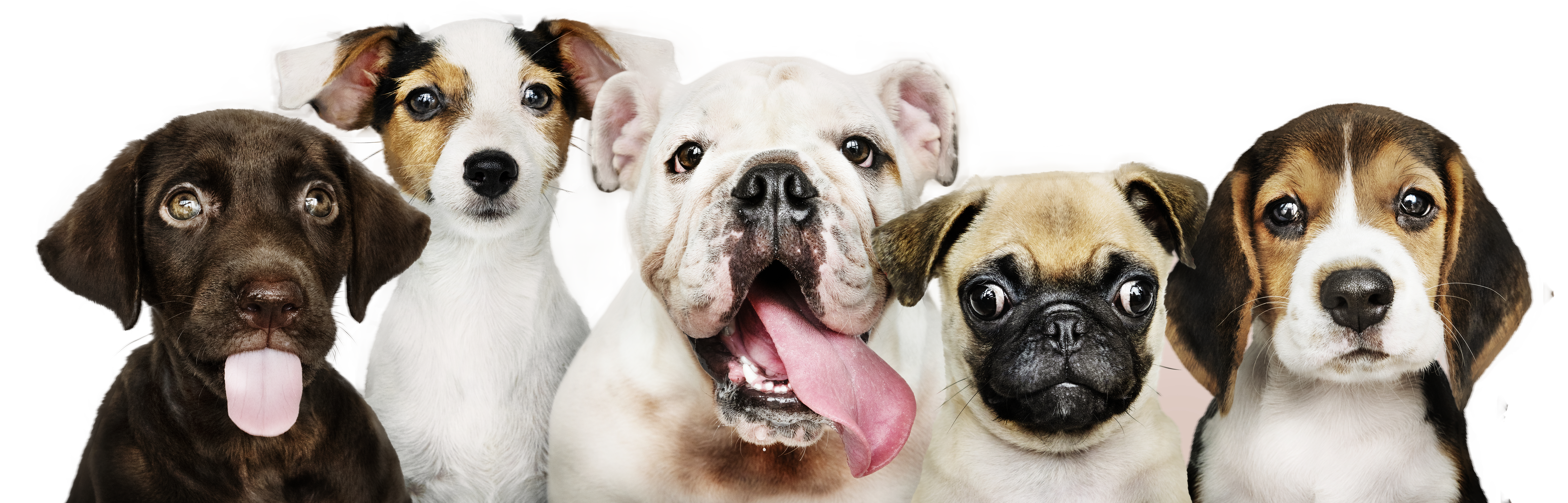group-portrait-adorable-puppies (1)